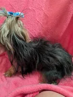 Maggie , a female Yorkshire Terrier for sale in London, KY – 4 of 10