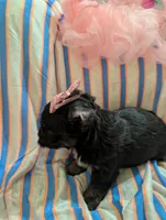 Sadie, a female Morkie for sale in London, KY – 5 of 9