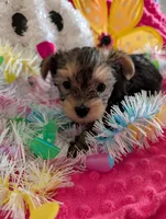 Max, a male Yorkshire Terrier for sale in London, KY – Photo 2 of 10