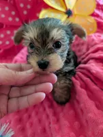 Max, a male Yorkshire Terrier for sale in London, KY – Photo 4 of 10