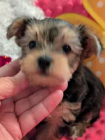 Max, a male Yorkshire Terrier for sale in London, KY – Photo 8 of 10