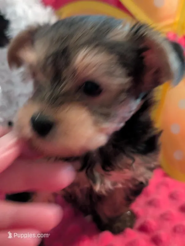 Max – Yorkshire Terrier puppy for sale in London, KY