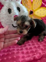 Max, a male Yorkshire Terrier for sale in London, KY – Photo 3 of 10