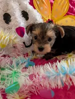 Max, a male Yorkshire Terrier for sale in London, KY – Photo 6 of 10