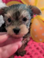 Max, a male Yorkshire Terrier for sale in London, KY – Photo 7 of 10