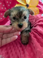 Max, a male Yorkshire Terrier for sale in London, KY – Photo 10 of 10