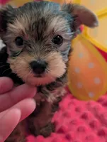 Max, a male Yorkshire Terrier for sale in London, KY – Photo 9 of 10