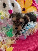 Max, a male Yorkshire Terrier for sale in London, KY – Photo 5 of 10