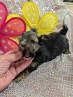 Pepper, a male Yorkipoo for sale in London, KY – Photo 9 of 10