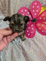 Pepper, a male Yorkipoo for sale in London, KY – Photo 7 of 10