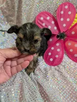 Pepper, a male Yorkipoo for sale in London, KY – Photo 6 of 10