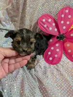 Pepper, a male Yorkipoo for sale in London, KY – Photo 4 of 10