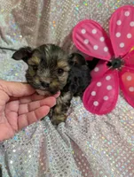 Pepper, a male Yorkipoo for sale in London, KY – Photo 5 of 10