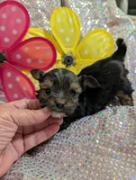 Pepper, a male Yorkipoo for sale in London, KY – Photo 10 of 10