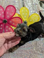 Pepper, a male Yorkipoo for sale in London, KY – Photo 8 of 10