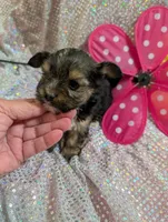 Pepper, a male Yorkipoo for sale in London, KY – Photo 3 of 10