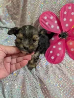 Pepper, a male Yorkipoo for sale in London, KY – Photo 2 of 10
