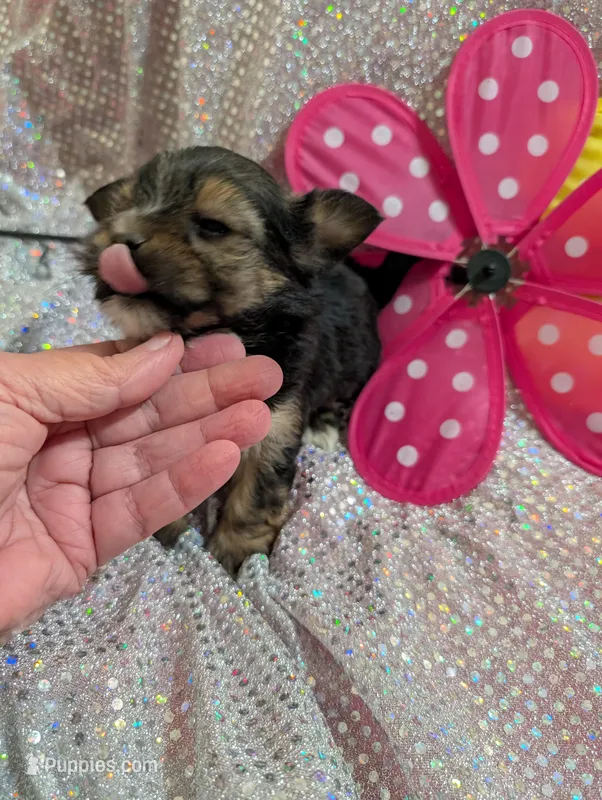Pepper – Yorkipoo puppy for sale in London, KY