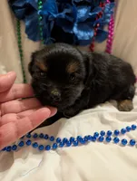 Harley, a male Morkie for sale in London, KY – 7 of 10