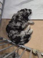 Rosa, a female Goldendoodle and Labradoodle for sale in Rio Rancho, NM – Photo 6 of 7