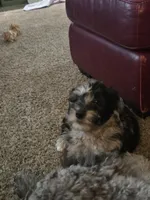 Rosa, a female Goldendoodle and Labradoodle for sale in Rio Rancho, NM – Photo 5 of 7