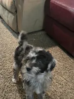Rosa, a female Goldendoodle and Labradoodle for sale in Rio Rancho, NM – Photo 4 of 7