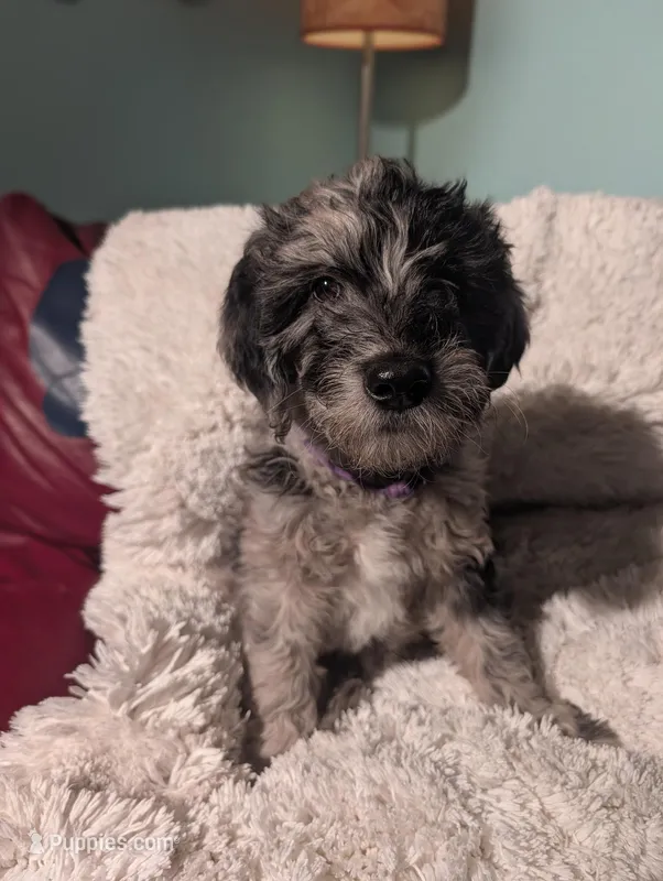 Rosa – Goldendoodle, Labradoodle puppy for sale in Rio Rancho, NM