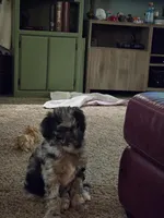 Rosa, a female Goldendoodle and Labradoodle for sale in Rio Rancho, NM – Photo 7 of 7