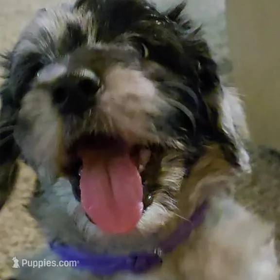 Rosa, a female Goldendoodle and Labradoodle for sale in Rio Rancho, NM – Photo 2 of 7