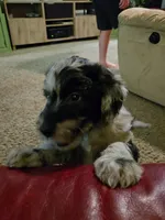 Rosa, a female Goldendoodle and Labradoodle for sale in Rio Rancho, NM – Photo 3 of 7