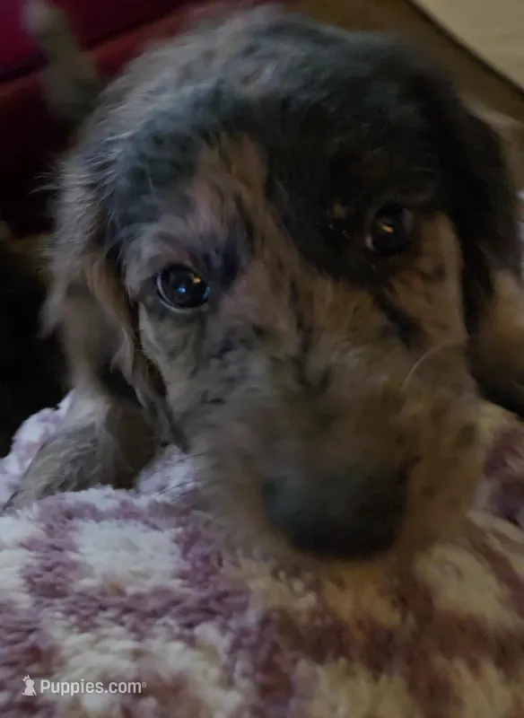 Trixie – Goldendoodle, Labradoodle puppy for sale in Rio Rancho, NM