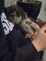 Trixie, a female Goldendoodle and Labradoodle for sale in Rio Rancho, NM – Photo 2 of 4