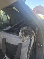 Trixie, a female Goldendoodle and Labradoodle for sale in Rio Rancho, NM – Photo 4 of 4