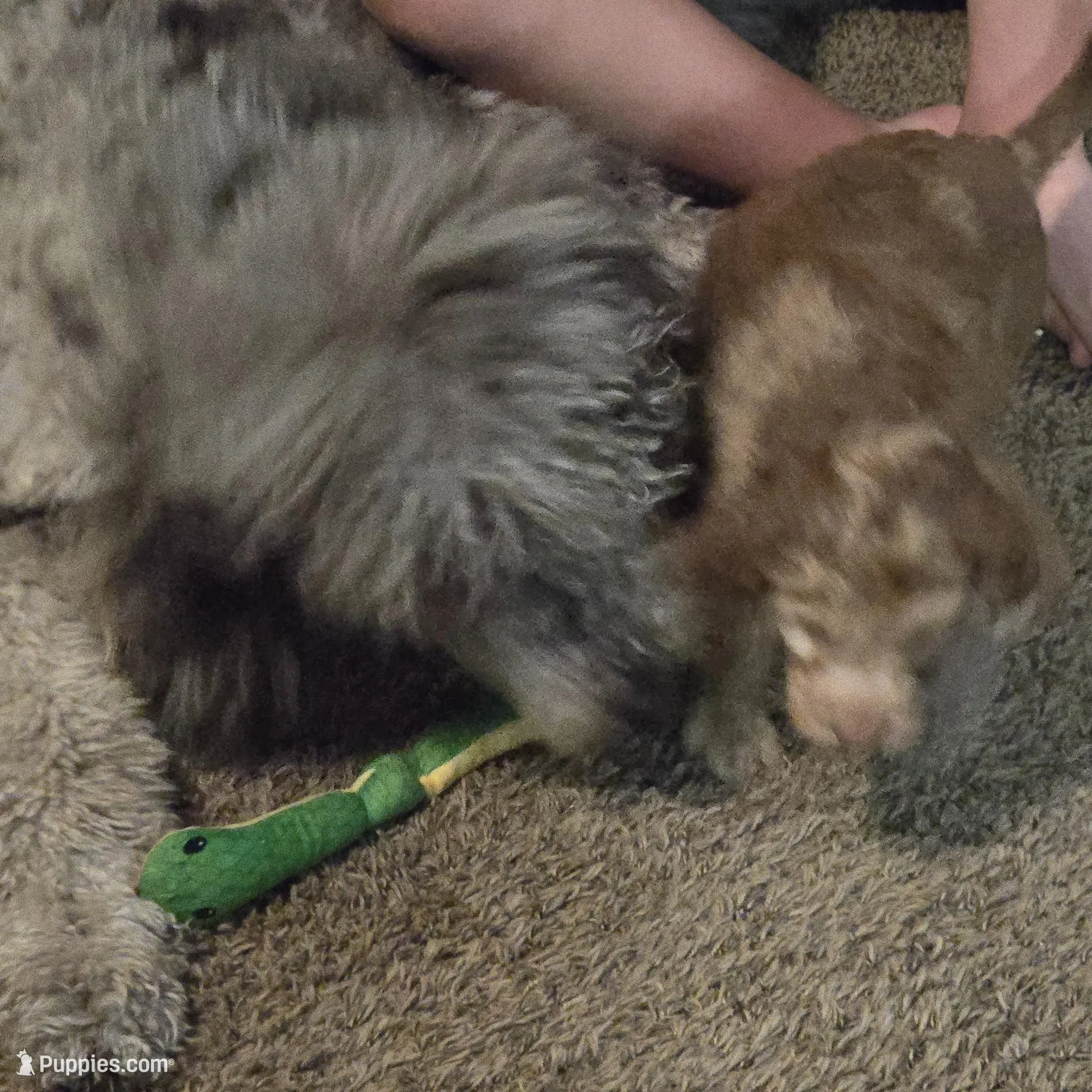 Mocha, a male Goldendoodle and Labradoodle for sale in Rio Rancho, NM – Photo 3 of 4