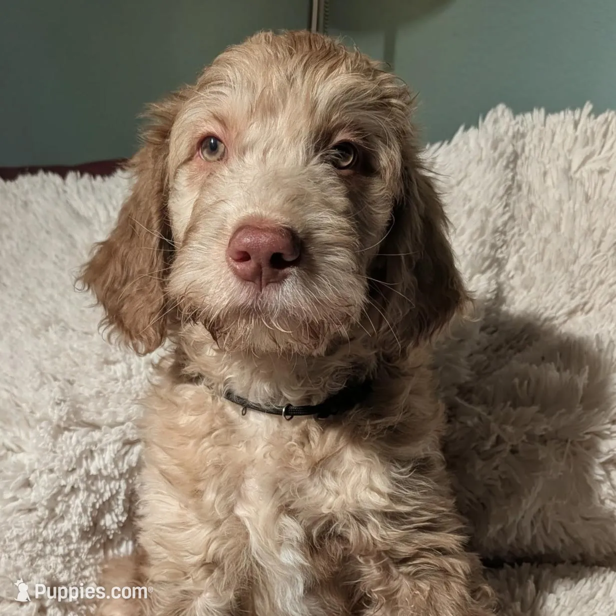 Mocha – Goldendoodle, Labradoodle puppy for sale in Rio Rancho, NM