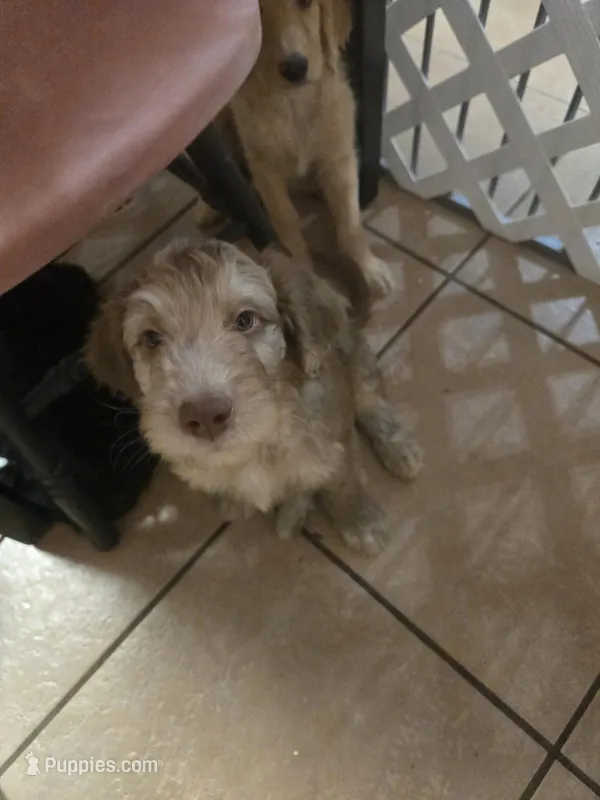 Mocha – Goldendoodle, Labradoodle puppy for sale in Rio Rancho, NM