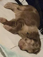 Mocha, a male Goldendoodle and Labradoodle for sale in Rio Rancho, NM – Photo 4 of 4