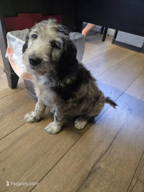 Snoopy – Goldendoodle, Labradoodle puppy for sale in Rio Rancho, NM