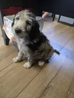Snoopy, a male Goldendoodle and Labradoodle for sale in Rio Rancho, NM – Photo 2 of 3