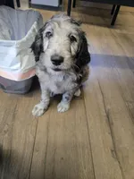 Snoopy, a male Goldendoodle and Labradoodle for sale in Rio Rancho, NM – Photo 3 of 3