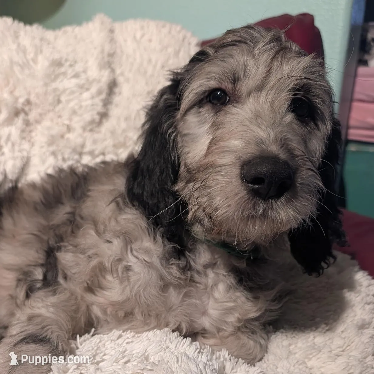 Snoopy – Goldendoodle, Labradoodle puppy for sale in Rio Rancho, NM