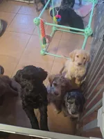 Pickles, a female Goldendoodle and Labradoodle for sale in Rio Rancho, NM – Photo 3 of 3