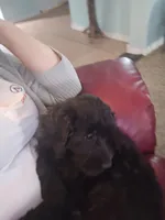 Pickles, a female Goldendoodle and Labradoodle for sale in Rio Rancho, NM – Photo 2 of 3
