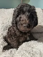 Pickles, a female Goldendoodle and Labradoodle for sale in Rio Rancho, NM – Photo 1 of 3