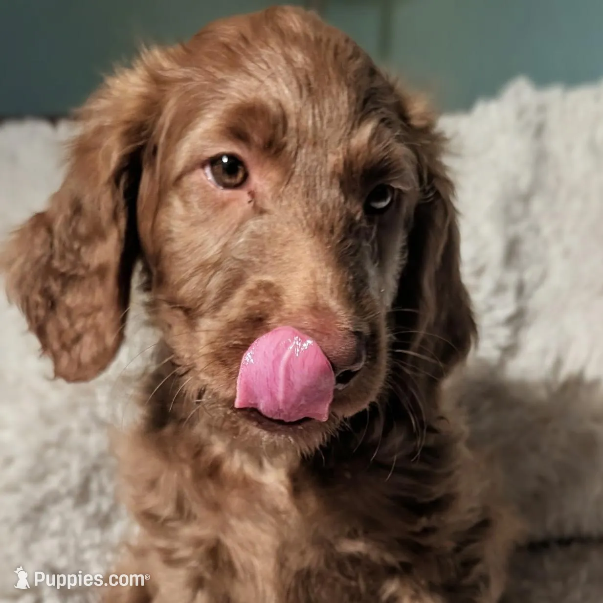 Cocoa – Goldendoodle, Labradoodle puppy for sale in Rio Rancho, NM