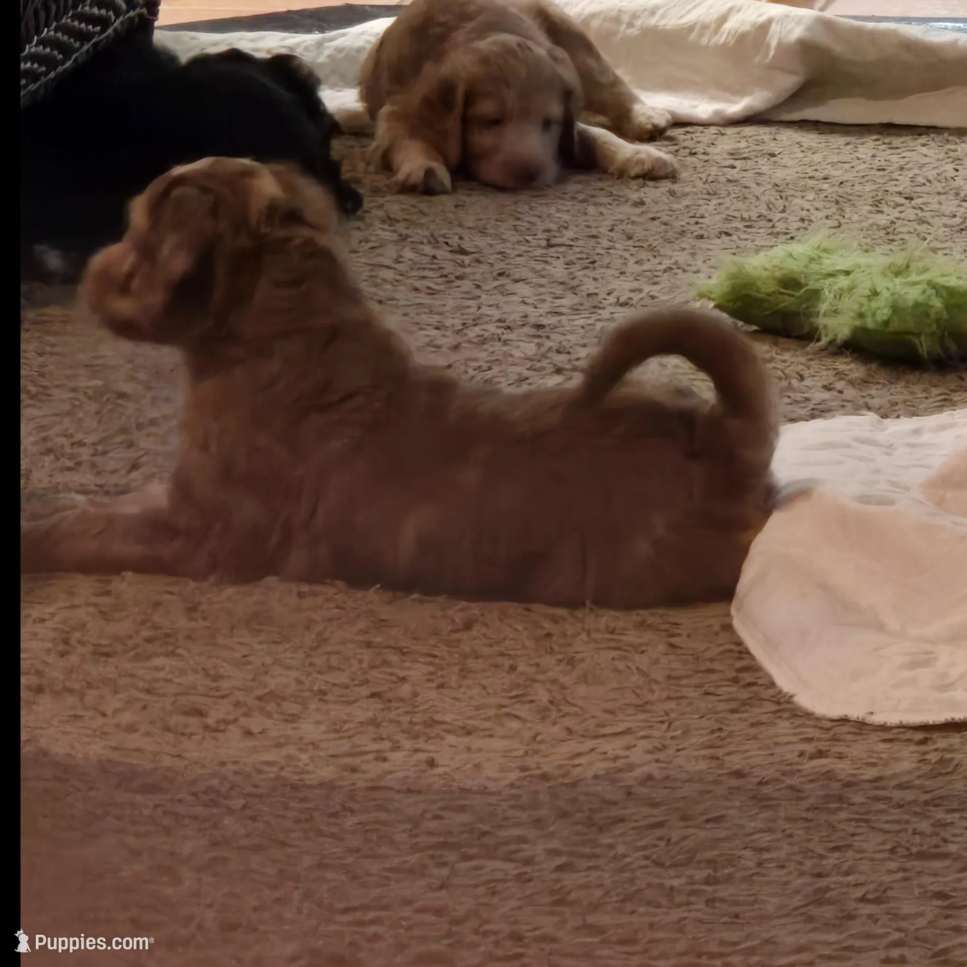 Cocoa, a female Goldendoodle and Labradoodle for sale in Rio Rancho, NM – Photo 2 of 2