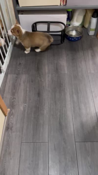 Spot , a male Pembroke Welsh Corgi for sale in LaFollette, TN – 3 of 3
