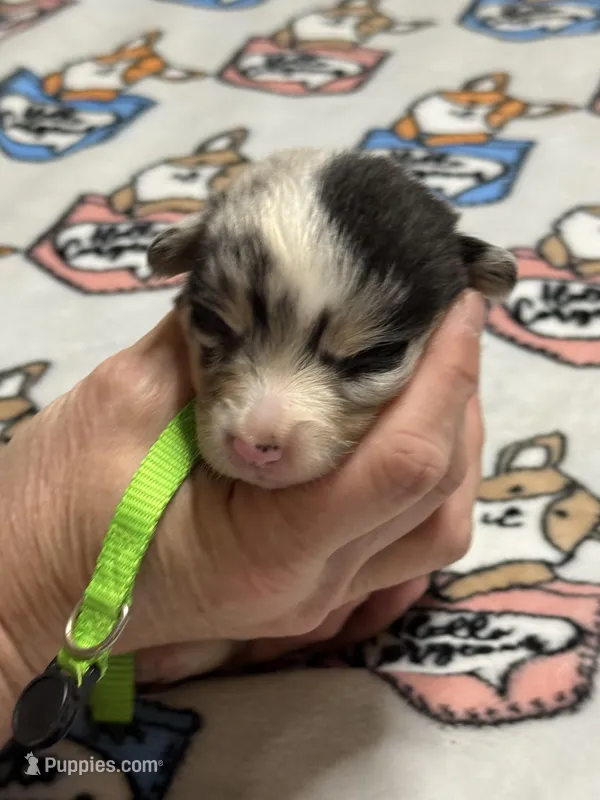 Lime green collar  – Pembroke Welsh Corgi puppy for sale in LaFollette, TN