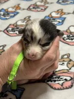 Lime green collar , a female Pembroke Welsh Corgi for sale in LaFollette, TN – Photo 1 of 2