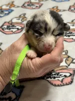 Lime green collar , a female Pembroke Welsh Corgi for sale in LaFollette, TN – Photo 2 of 2